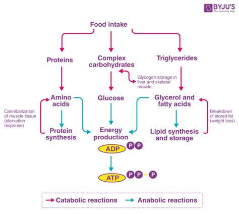 Catabolism - Definition, Metabolism Stages with Videos & Examples