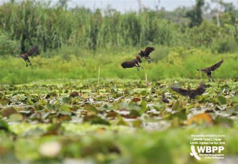 Journey to the Heart of the Agusan Marshland - Choose Philippines. Find ...