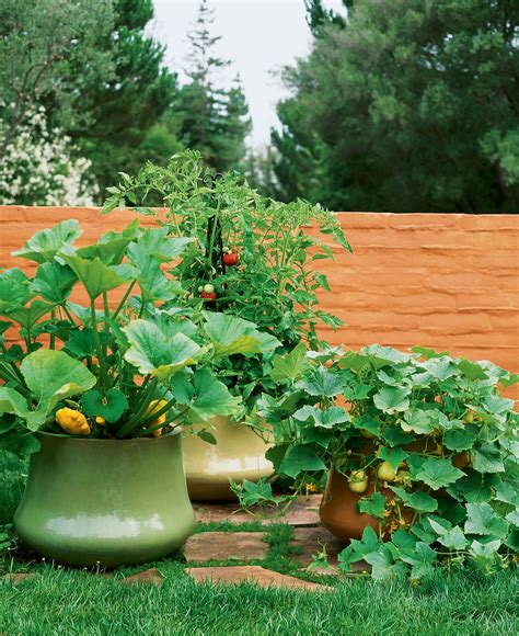 Growing Vegetables in Pots - Sunset Magazine