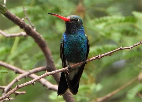 Broad-billed hummingbird (male) | Project Noah