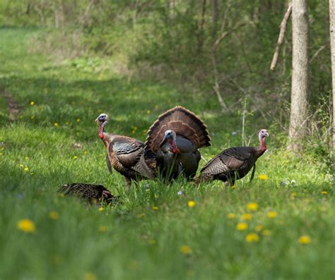 6 New Wild Turkey Recipes | The Scope