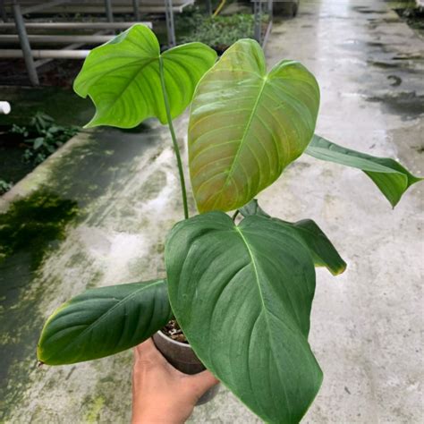 Philodendron grandipes | Philodendron | Plants | We Love Aroids