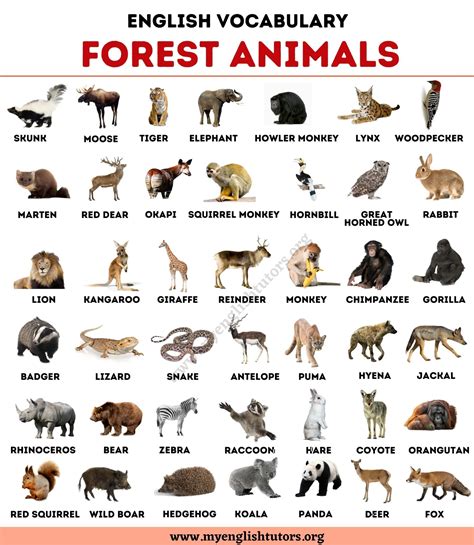 Forest Animals: List of 40+ Animals Living in the Forest - My English Tutors | Animals name in ...