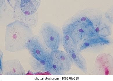 Human Epithelial Cells Light Microscope