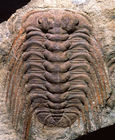 Trilobite fossil - Stock Image - E442/0512 - Science Photo Library