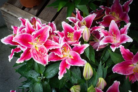 Meanings of Stargazer Lilies: What These Brilliant Flowers Symbolize - Gardenerdy