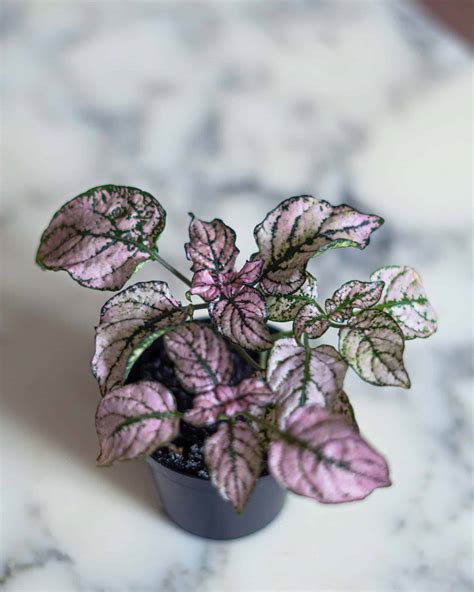 Polka Dot Plant Care Guide (Hypoestes phyllostachya)