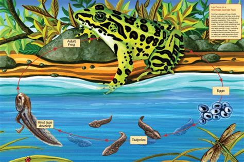 Buy Life cycle of a northern leopard frog Puzzle | Jigsaw Jungle