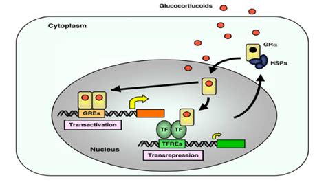 Glucocorticoid Receptor Resistance Linked To Inﬂammation And Increased ...