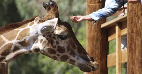 Wildlife World Zoo, Aquarium & Safari Park | Visit Arizona