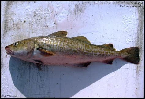 Pacific Cod (Gadus macrocephalus) | Flickr - Photo Sharing!