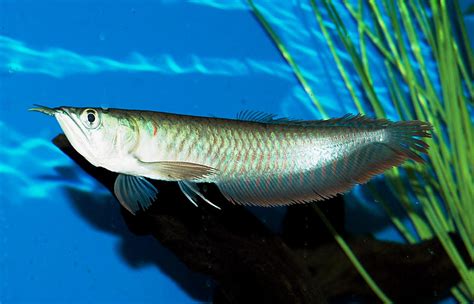 Surface Arowana photo and wallpaper. Cute Surface Arowana pictures