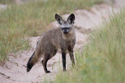 Bat-Eared Fox - Whole Earth Education