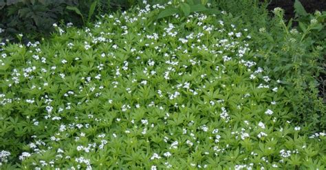 Sweet Woodruff: Attractive Groundcover for Shady Gardens