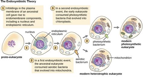 3.2 Foundations of Modern Cell Theory - Microbiology | OpenStax | Cell ...