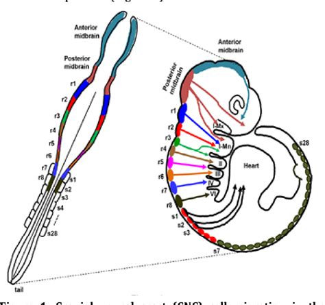 Figure 1 from Molecular Mechanism of Cranial Neural Crest Cell Development | Semantic Scholar