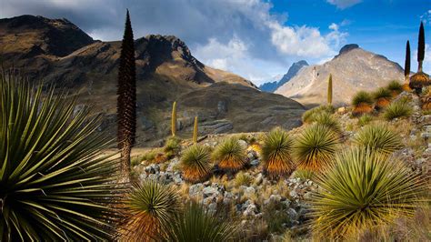 Queen of the Andes plants with the Cordillera Blanca massif in the background, Peru - Cyril ...