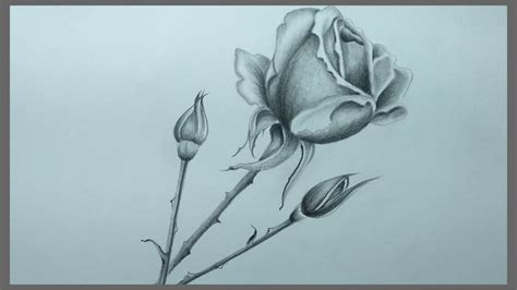 Rose Flower Pencil Drawing Photos | Best Flower Site