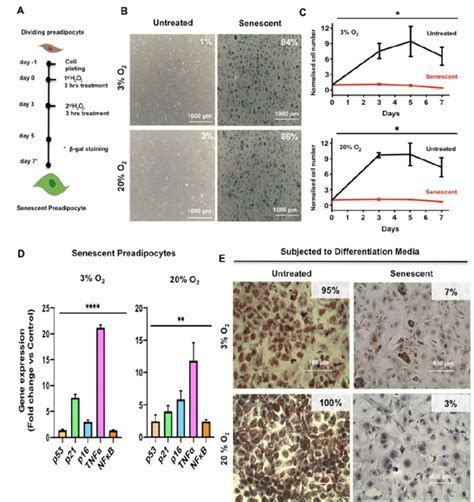 Induction of premature senescence in 3T3-L1 preadipocytes with H2O2... | Download Scientific Diagram