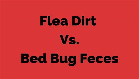 Flea Dirt Vs Bed Bug Feces - 4 Differences You Can Easily Ignore