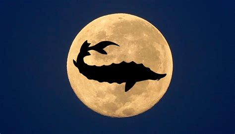 August Full Moon: A Splendid Sturgeon Moon Is Set to Illuminate the Skies This Week