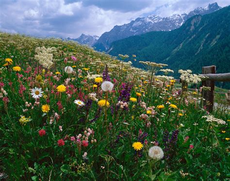 Alpine flowers colour Swiss meadows - SWI swissinfo.ch