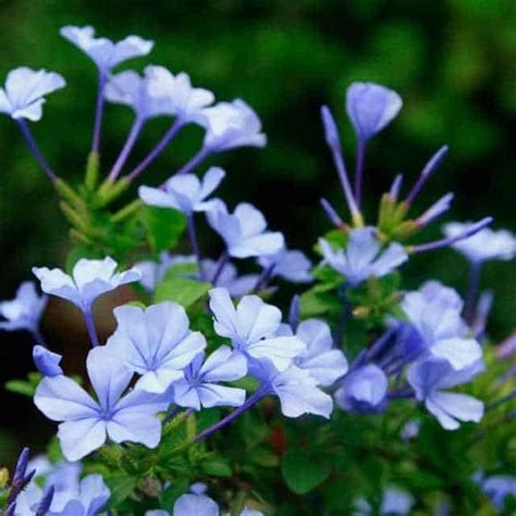 Plumbago auriculata (Plumbago) - position, watering, fertilization, pruning