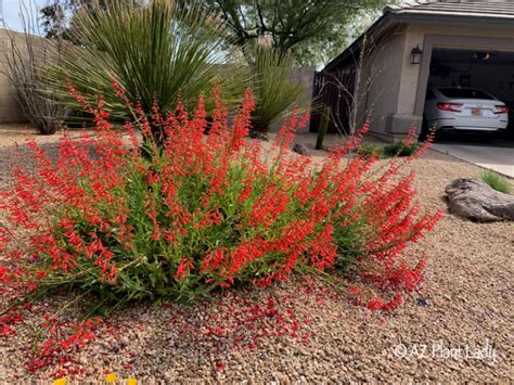 Firecracker Penstemon Archives - Ramblings from a Desert Garden