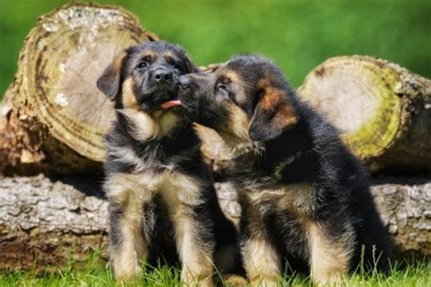 Why Do German Shepherds Lick So Much? (Explained By Trainer) - Not A Bully Dog Training