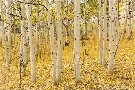 Quaking Aspen - Populus Tremuloides | Decidous Trees | Cold Stream Farm