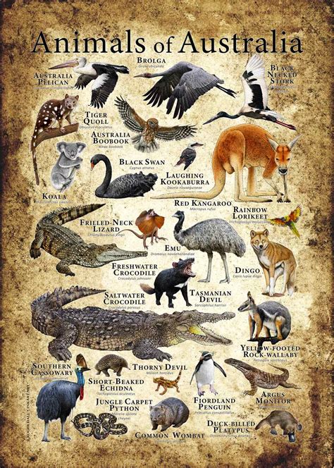 Animals of Australia Poster Print - inkart