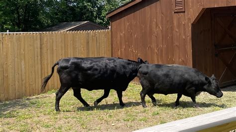 Beardsley Zoo welcomes two Dexter cows to new Farmyard