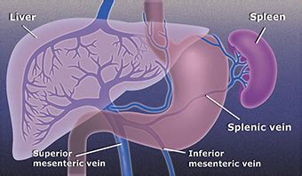 Evaluating Liver Test Abnormalities: The Normal Liver