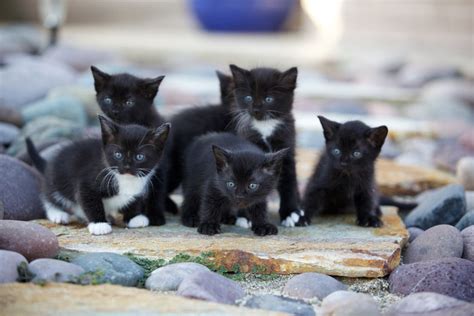 Choosing A Kitten From A Litter | Choosing The Right Cat For You | Cats