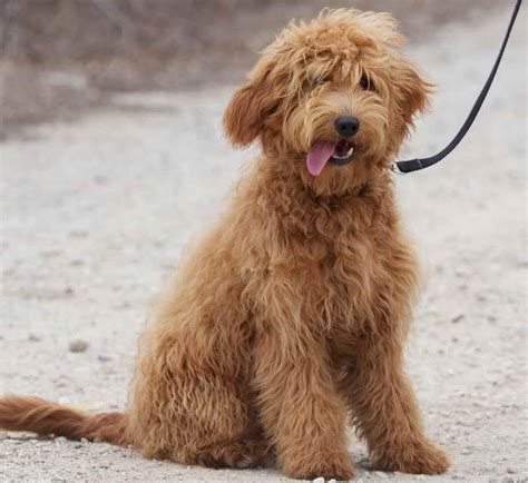 Mix Of Golden Retriever And Poodle – Club Golden Retriever