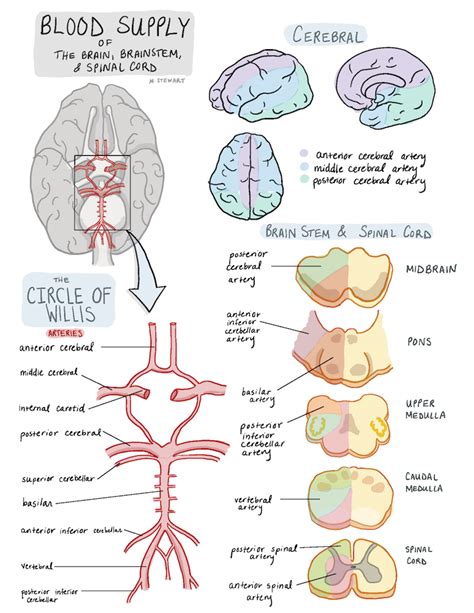 Pin on MEDICINE