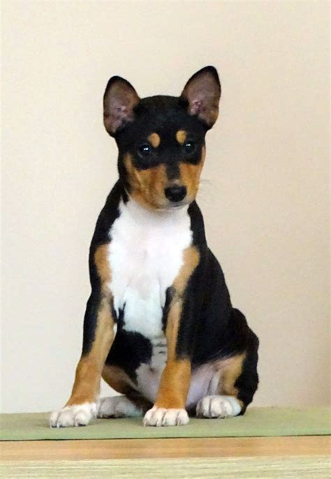 Basenji Puppies For Sale | Euro Puppy | Basenji puppy, Puppies, Dogs ...