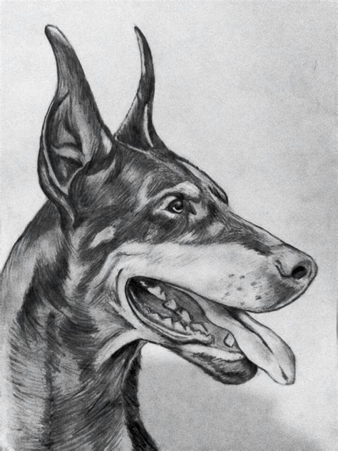 Doberman pencil drawing | Dog drawing, Dog pencil drawing, Pitbull art