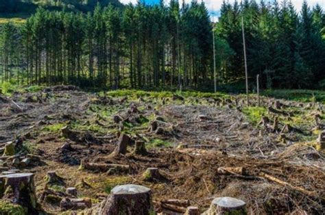 Deforestacion De Arboles Imagenes