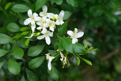 File:Murraya paniculata flowers.JPG - Wikimedia Commons