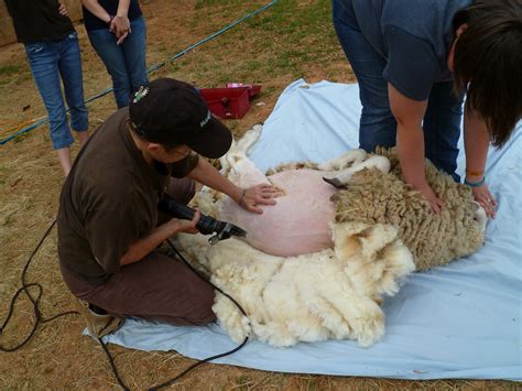 Purple Feather Farm: Sheep Shearing Day