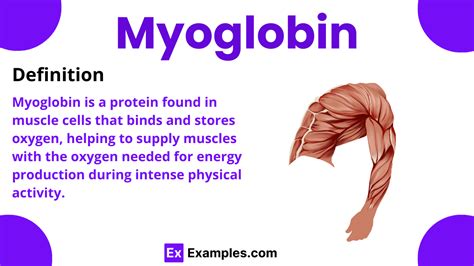 Myoglobin - Definition, Types, Structure, Molar Mass, Function