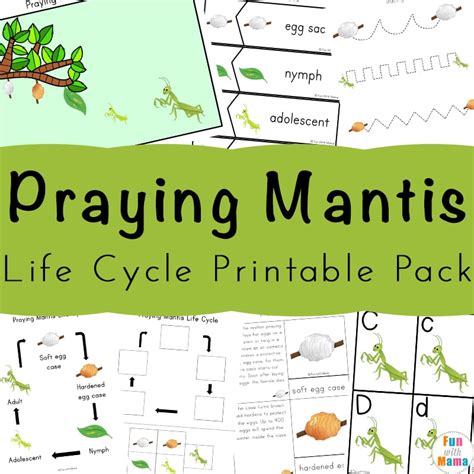 Praying Mantis Life Cycle Printable Pack - Fun with Mama