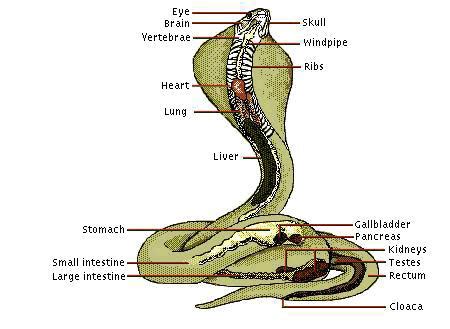 The Fascinating Cobra Anatomy – Cobras.org