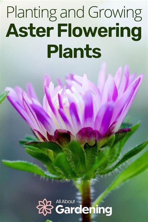 How to Plant, Grow, and Care For Aster Flowering Plants | Plants, Planting flowers, Flower ...