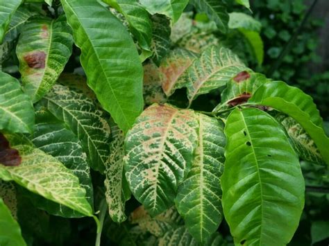 10 Common Croton Plant Pests and Remedies - Petal Republic