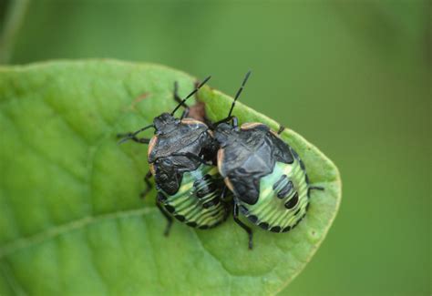 shield bug (Family Pentatomidae) - nymphs | Ottawa County Parks | Flickr