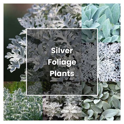 How to Grow Silver Foliage Plants - Plant Care & Tips | NorwichGardener