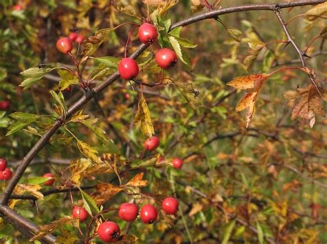 30 native British trees - and how to spot them