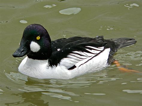 Animal Pictures: Common Goldeneye Duck